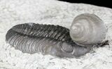 Prone Eldredgeops Trilobite With Horn Coral - New York #32449-1